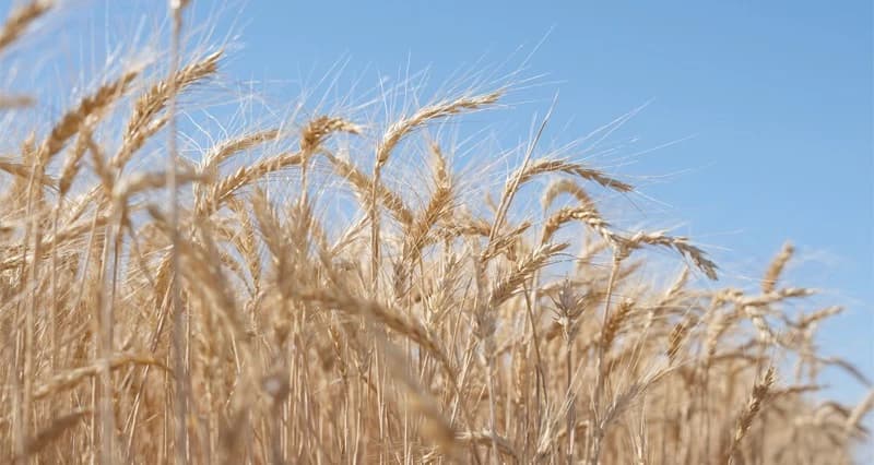More Than 700 Tons of Wheat Produced in Al-Dhahirah