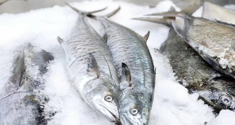 Canned tuna value projected at 44.4M Omani riyals in 2025