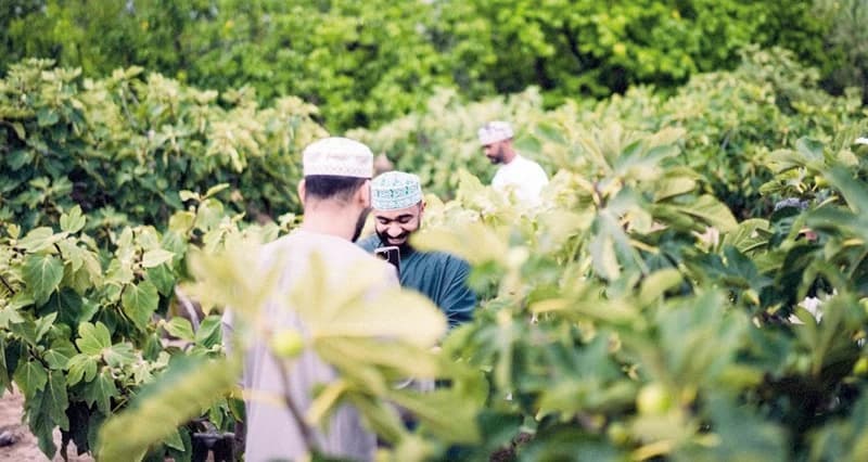 Rumana season begins in Green Mountain