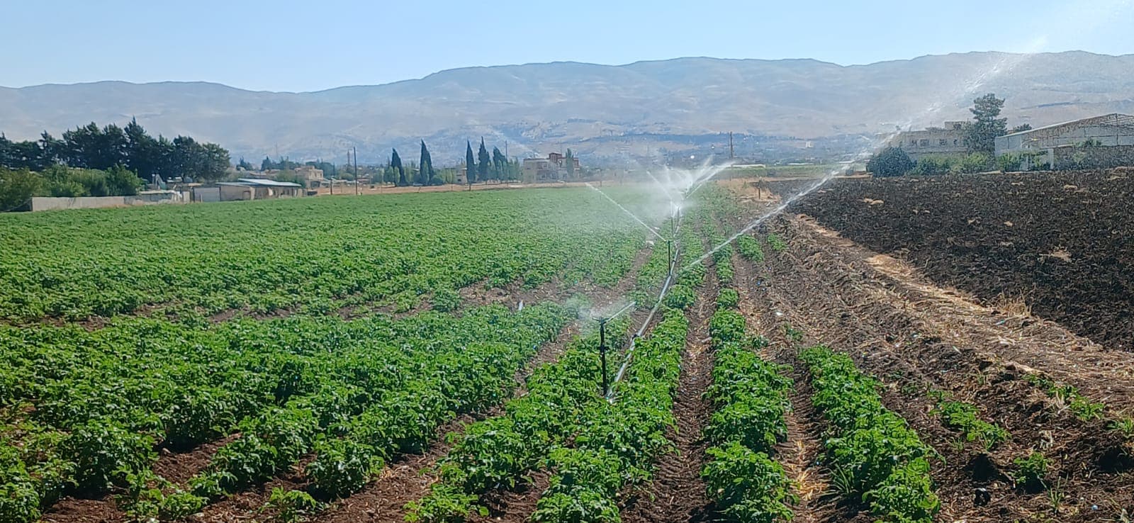 Baalbek-Hermel Farmers Face Hardships