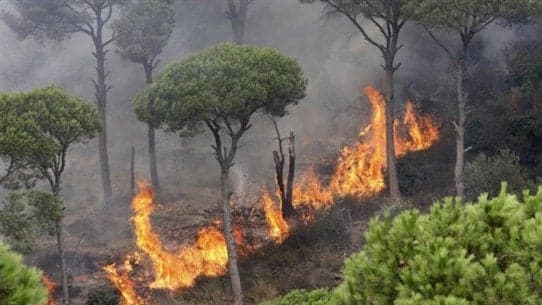 Alert at Ministry of Agriculture: Imminent Summer Threat Risks Destroying Forests
