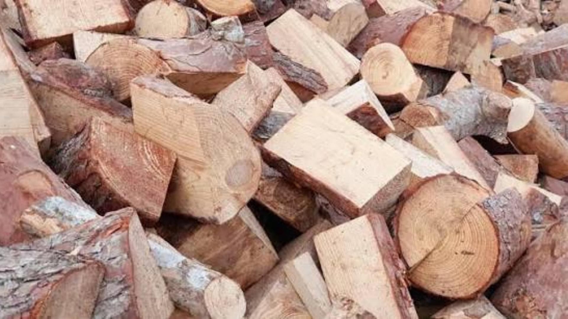 مأمور الغابة يتعاون مع تجار الحطب