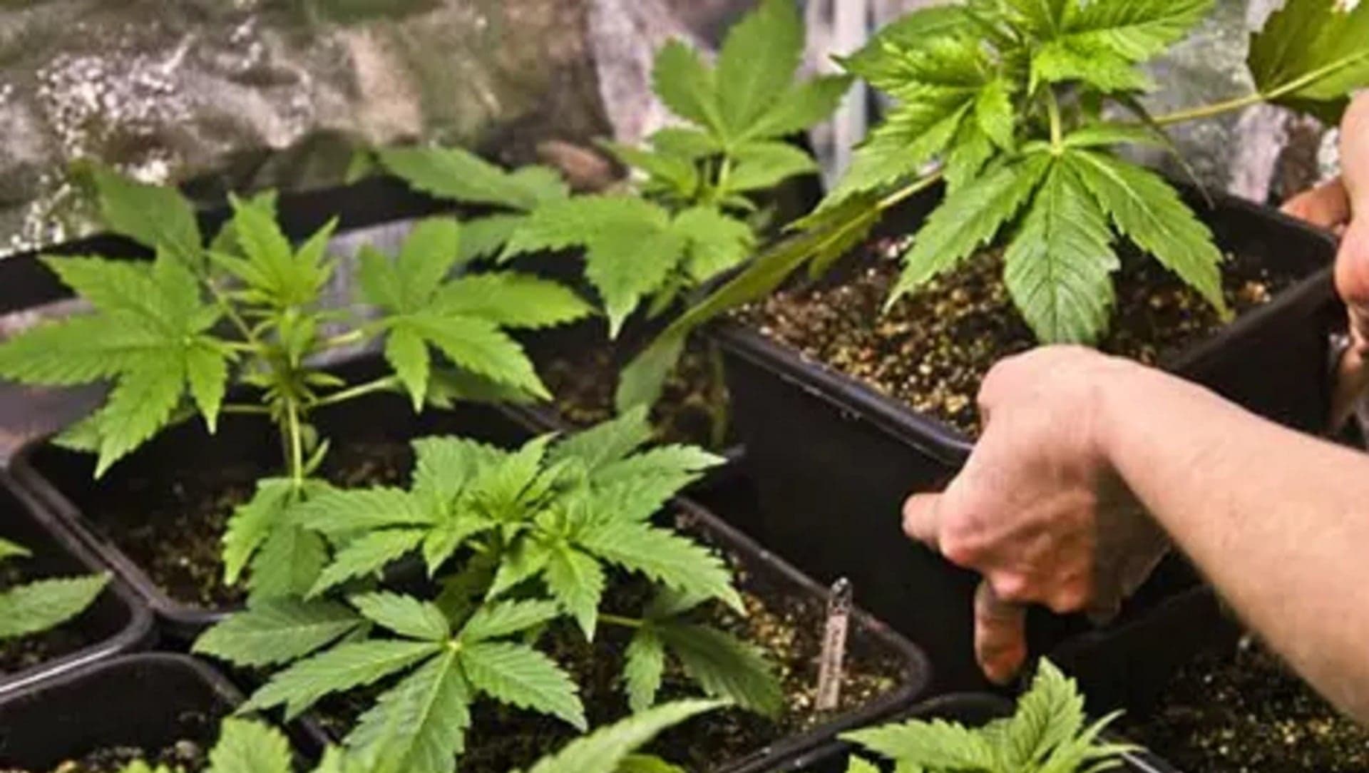Suspect detained for marijuana cultivation and ID forgery
