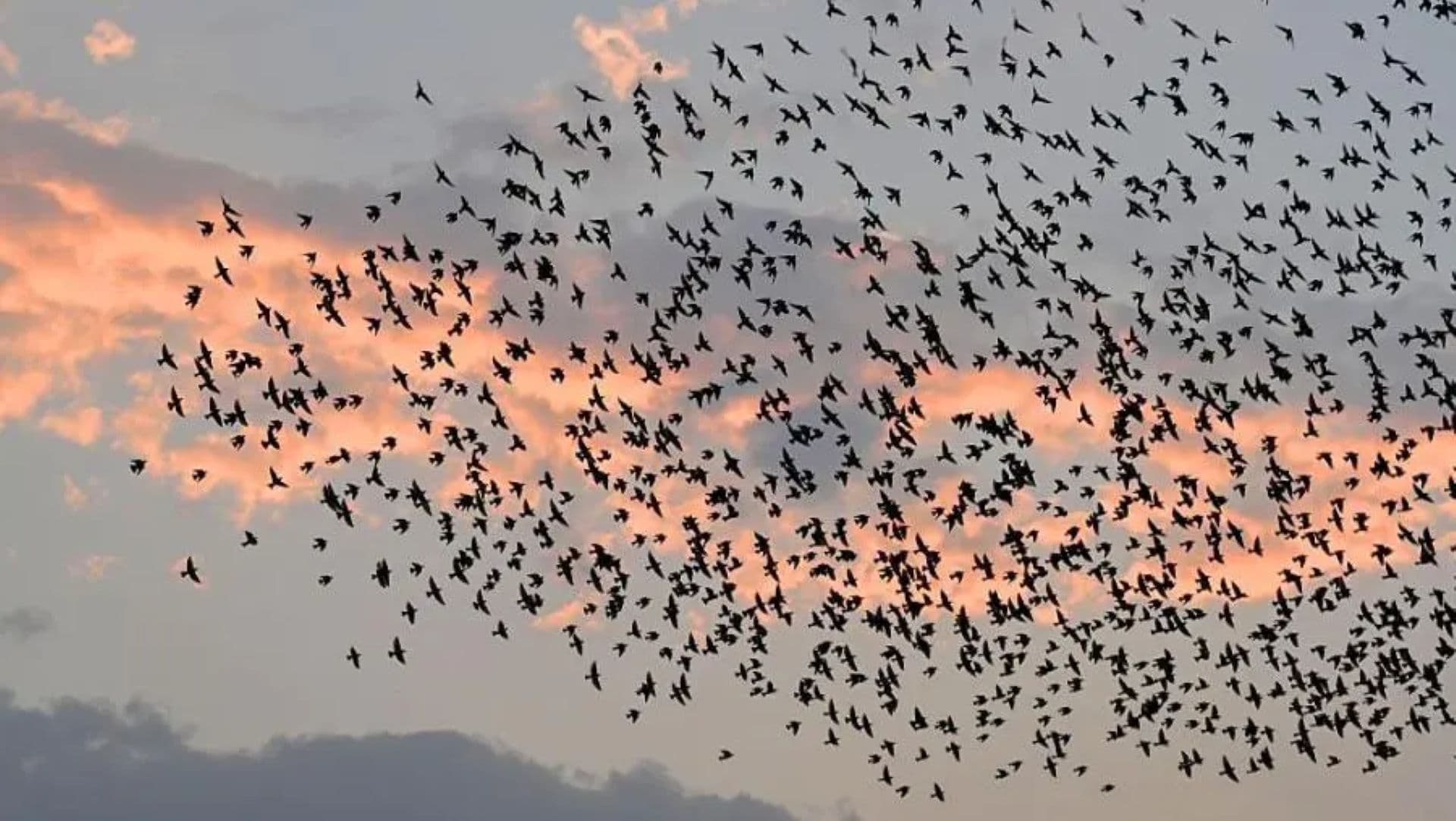 Bird flock raises air space concerns in Poland