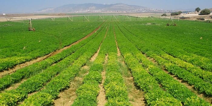 Al-Tarshishi highlights impact of rising diesel prices on agriculture
