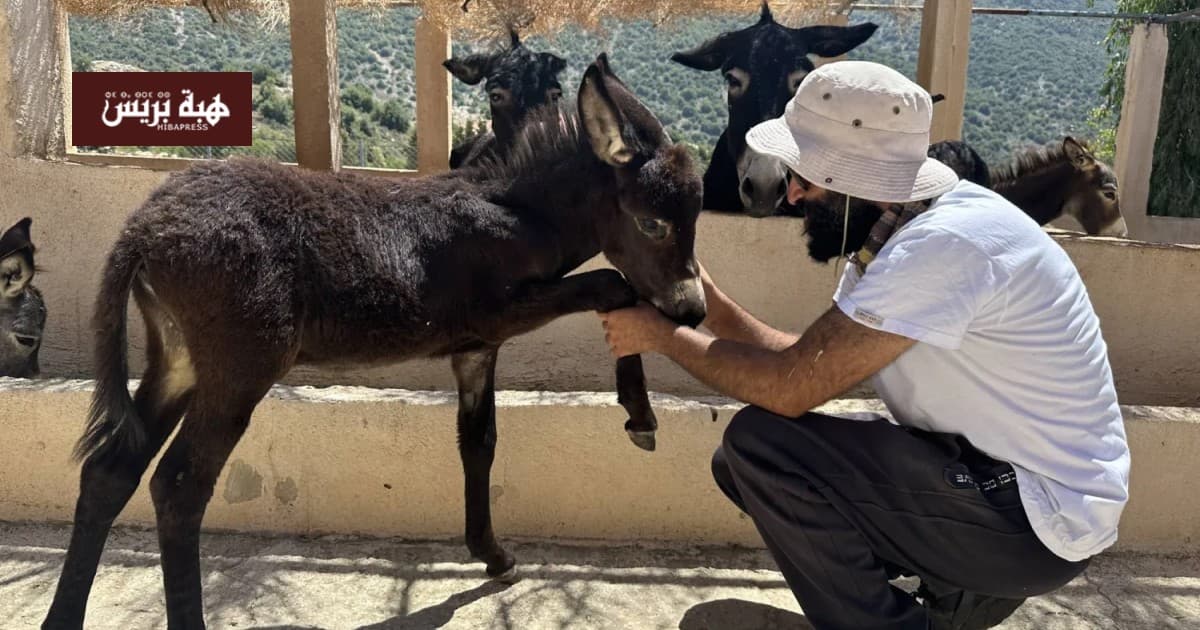 American Study Finds Mood Boost from 3 Minutes with Horses and Donkeys