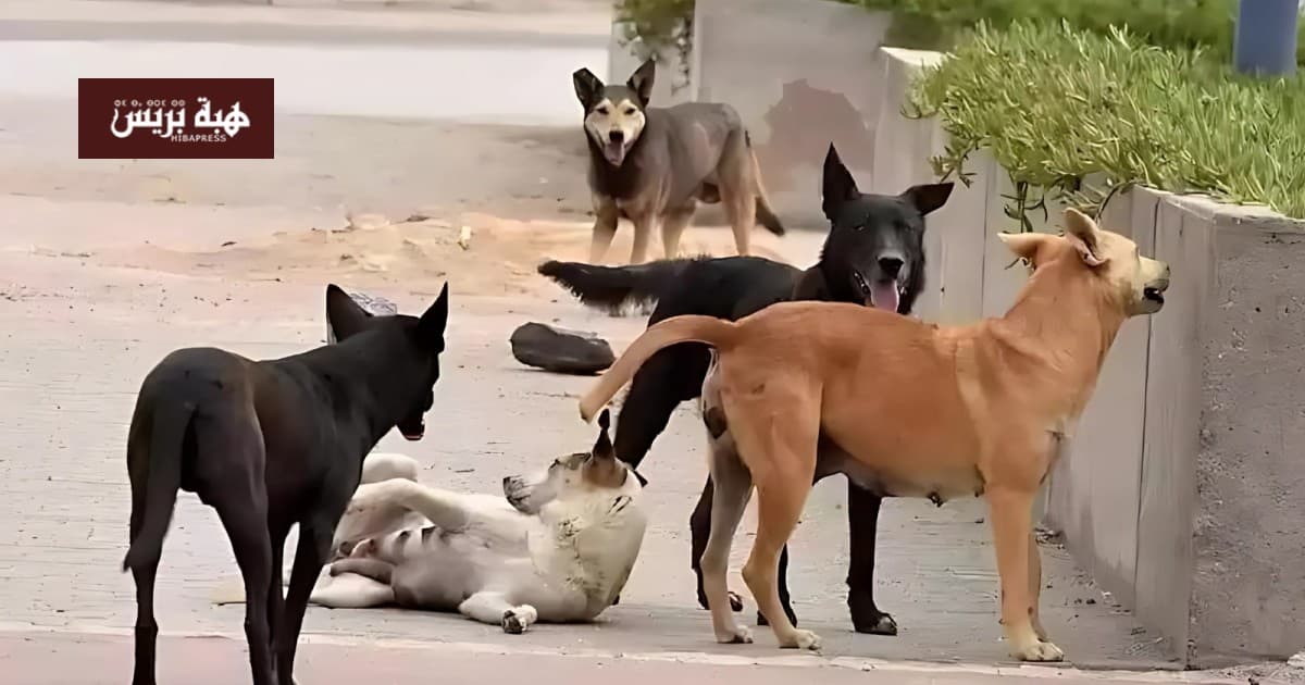 Al-Hoceima: Stray Dog Bites Raise Safety Concerns