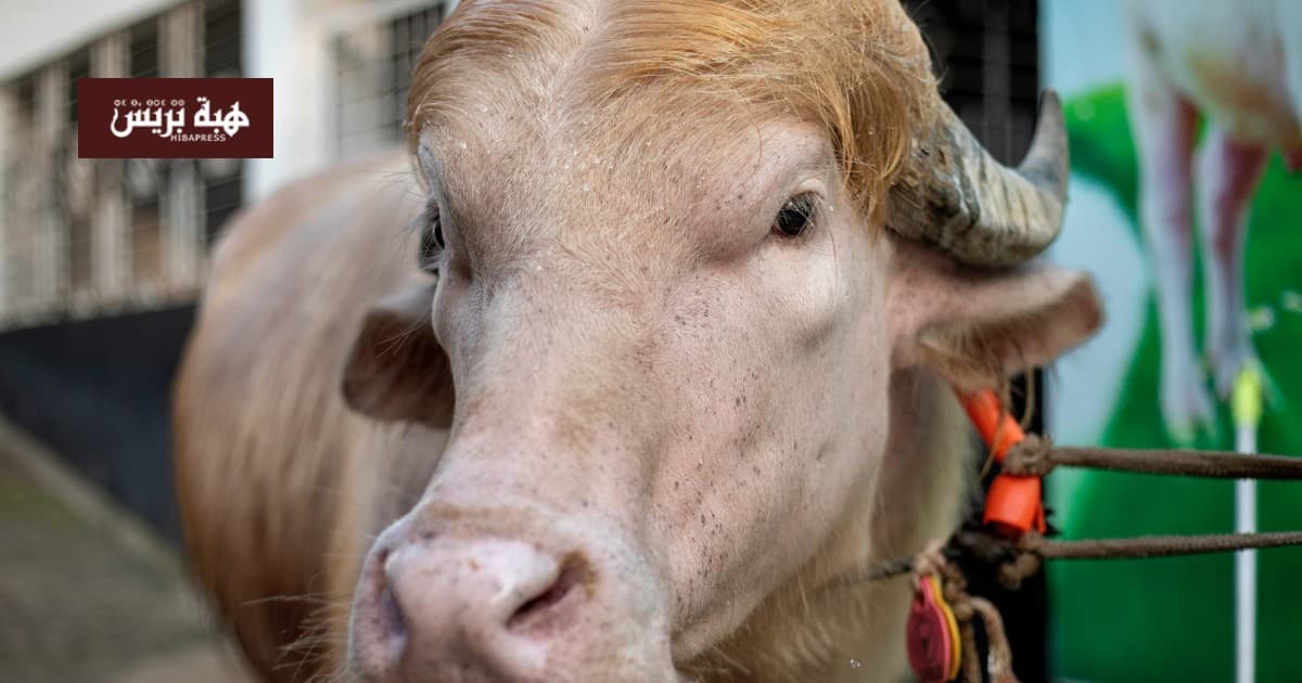 Celebrity Support Protects Trump Buffalo During Eid