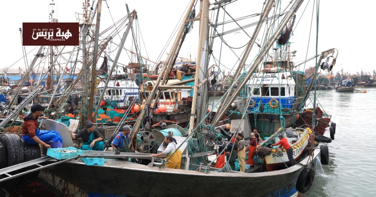 Laayoune Port Sees 56% Rise in Fish Discharge