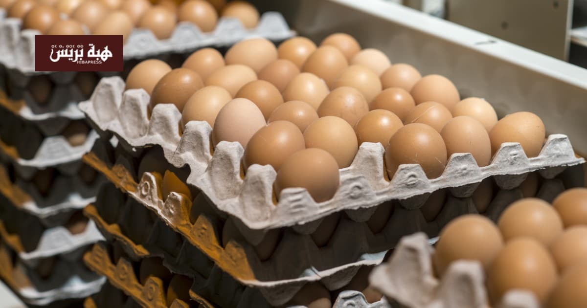 Belgium reports 306 Salmonella illnesses from contaminated eggs