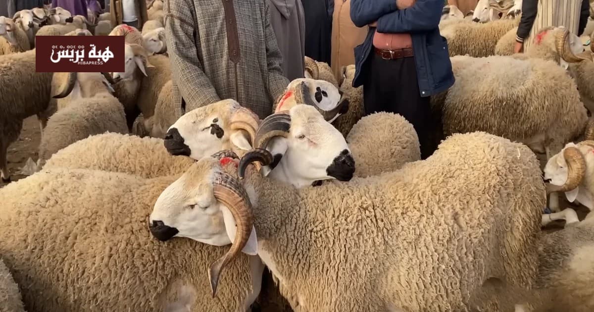 أونسا: عيد الأضحى بظروف صحية جيدة في المغرب