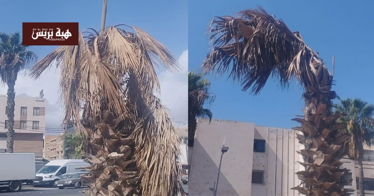 الناظور: نخلة قديمة تثير جدلاً بشأن المساحات الخضراء