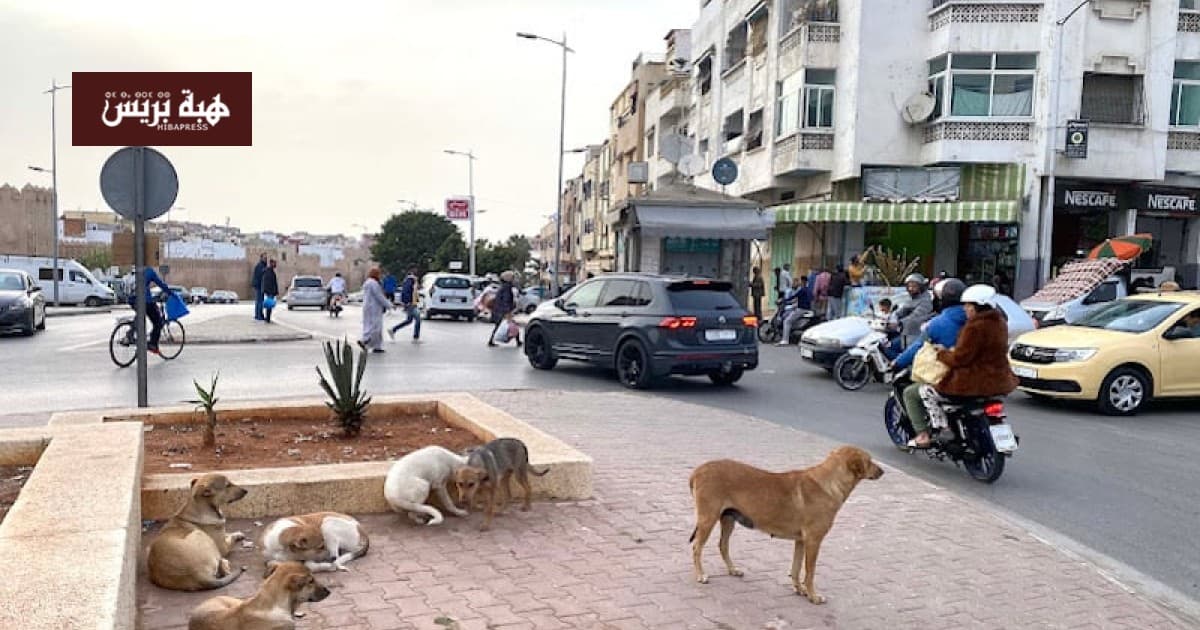 Feeding stray animals now banned in public areas