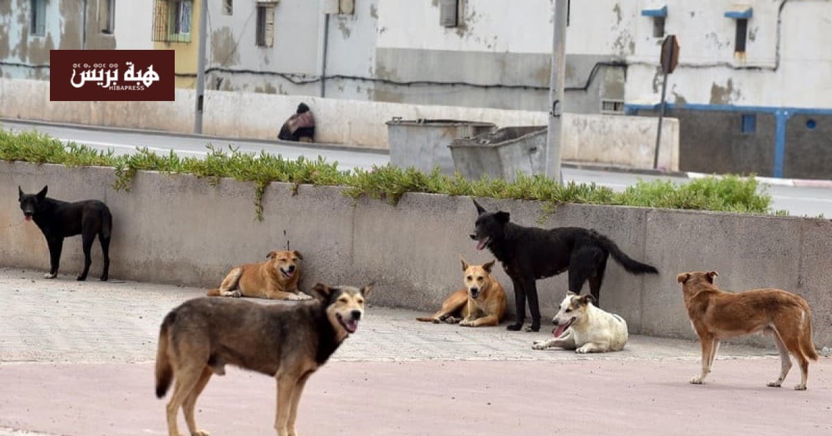 Agadir merchant escapes stray dog attack