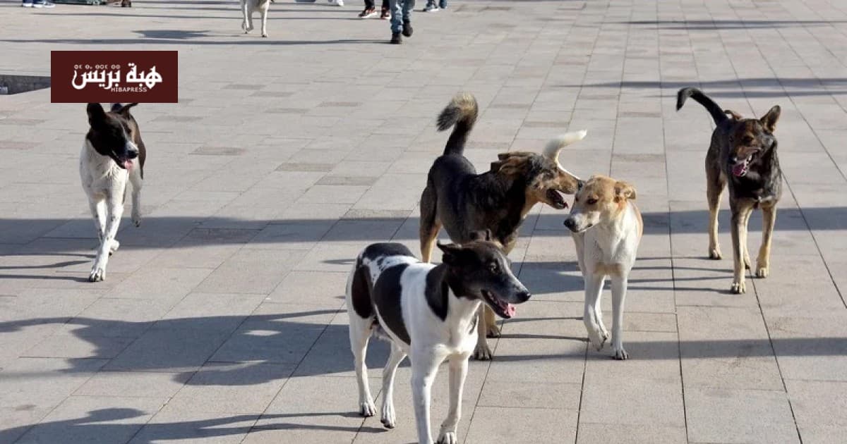 German child injured by stray dogs at Akylo Beach