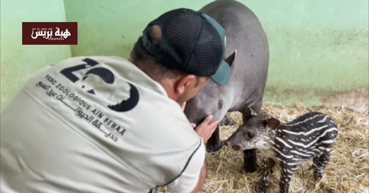 Ain Sba'a Park welcomes rare Brazilian Tapir