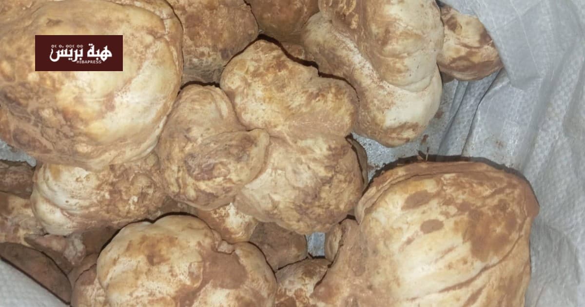 الترفاس المغربي يحطم الأرقام