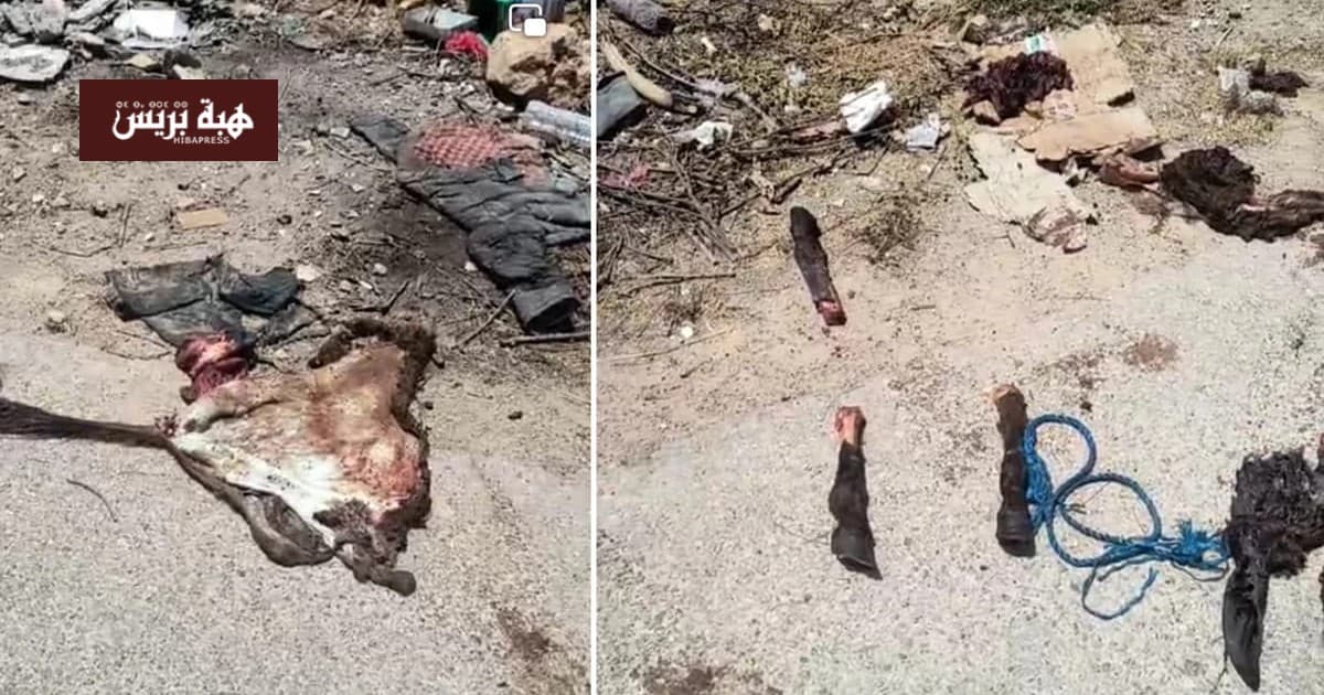 أكادير: السلطات الصحية تستعد لإزالة بقايا حمار مسلوخ تثير القلق