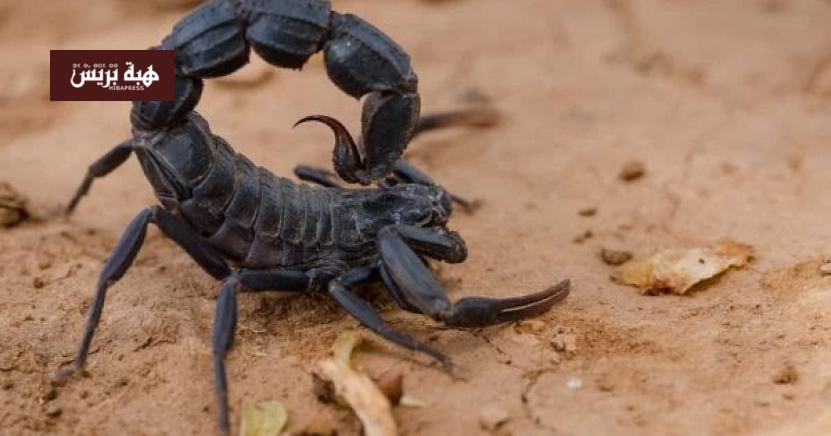Scorpion Sting Leads to Emergency at Jerfess Hospital