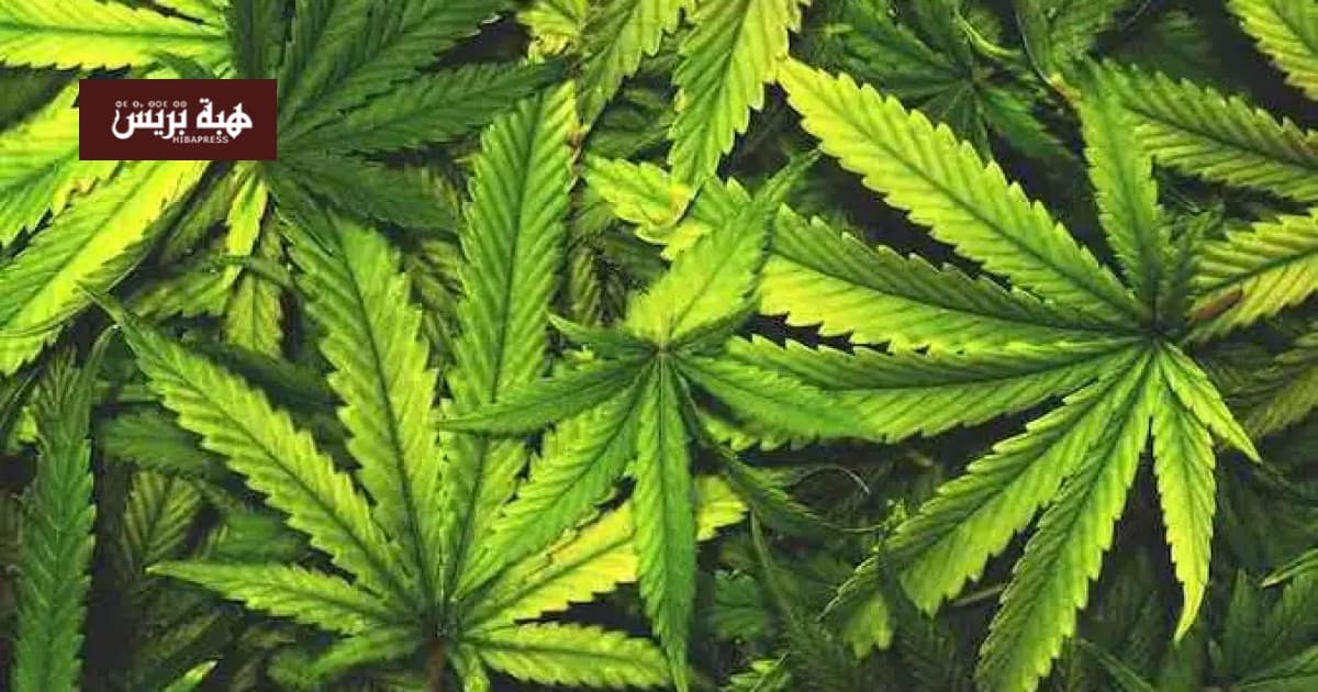 Al-Hoceima shifts from cannabis to value chain