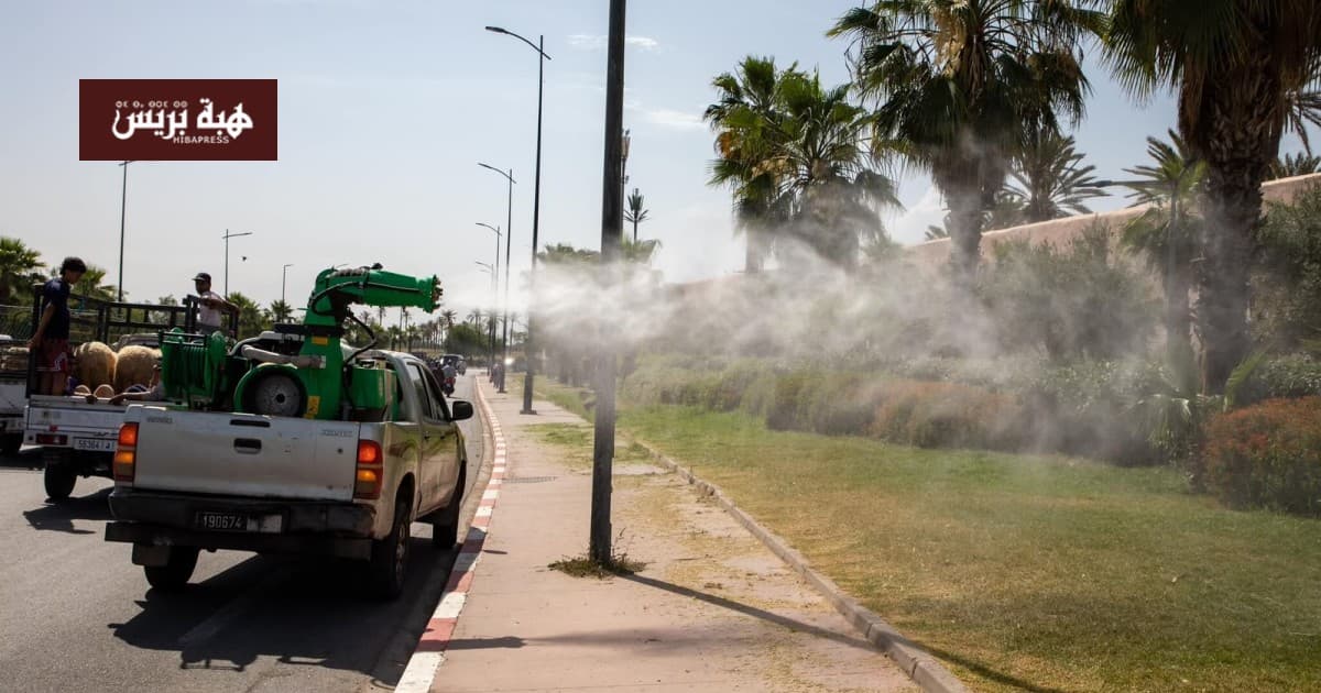 انتشار الناموس والذباب في أحياء طنجة