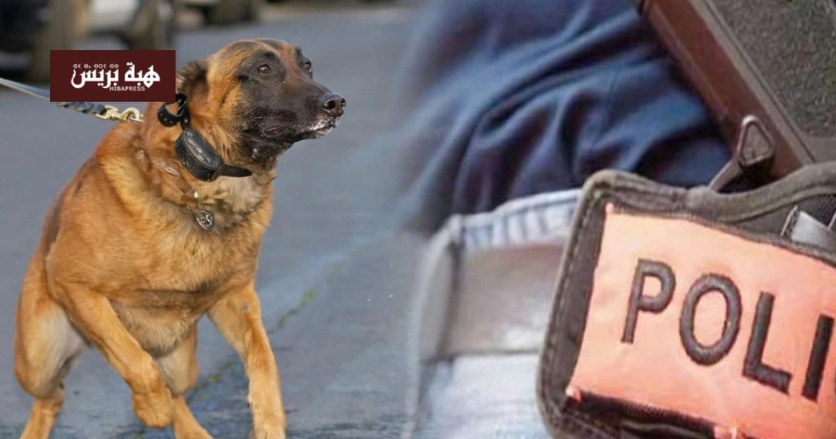 Malinois Dog Attacks Officer in Al-Azhar