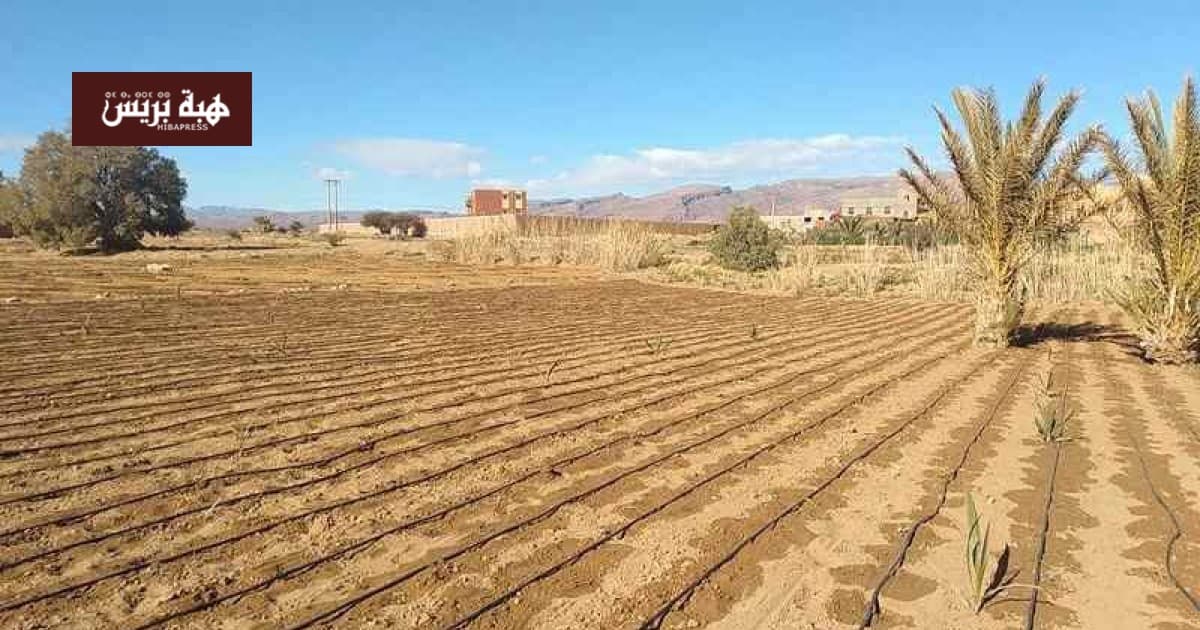 الدريوش تبدأ التحفيظ الجماعي المجاني