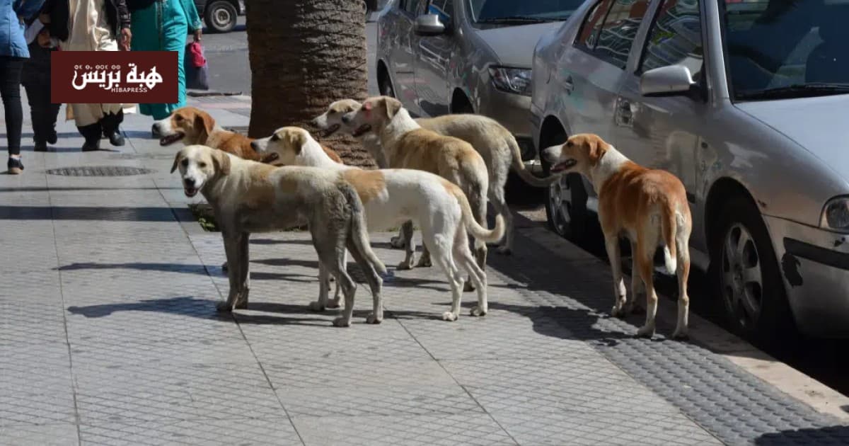 برشيد تطلق حملة لمكافحة الكلاب الضالة