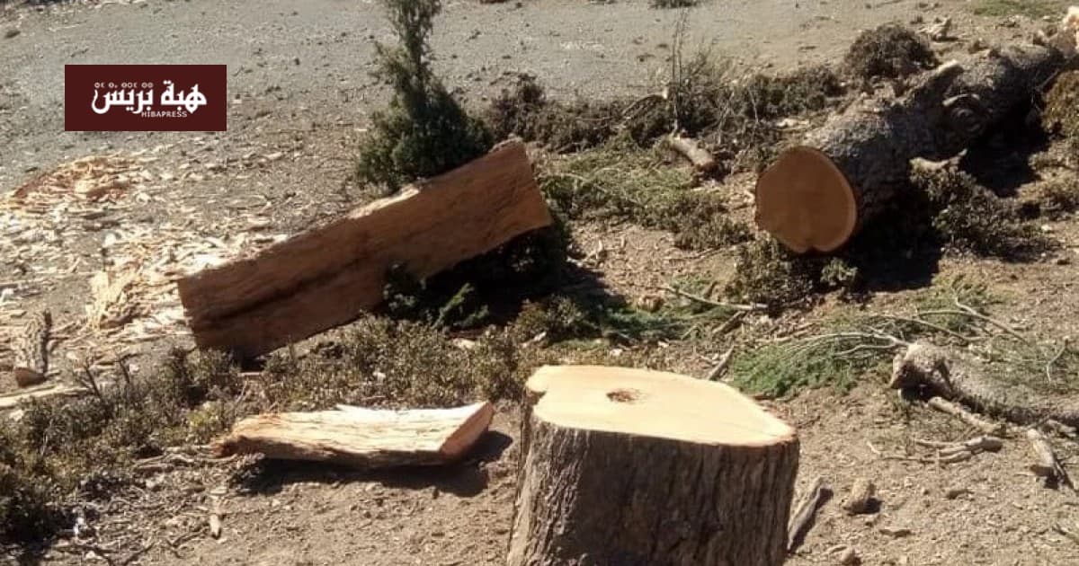 Strangers cut down trees in Shalalat Forest