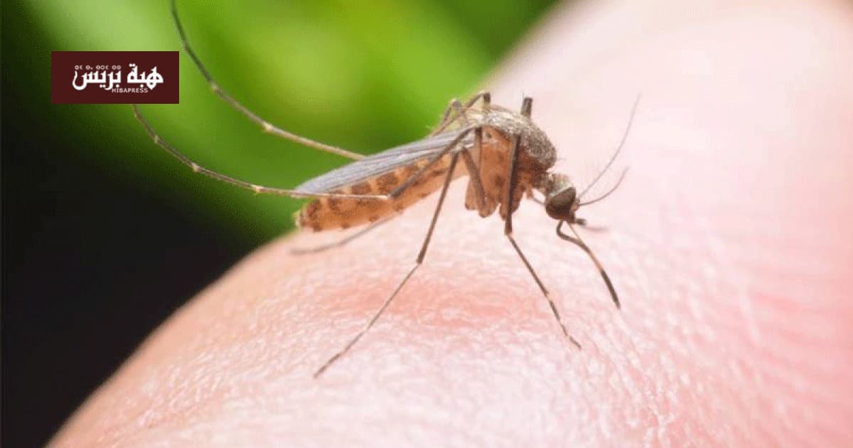 Al-Mudaq neighborhood faces mosquito and fly issues