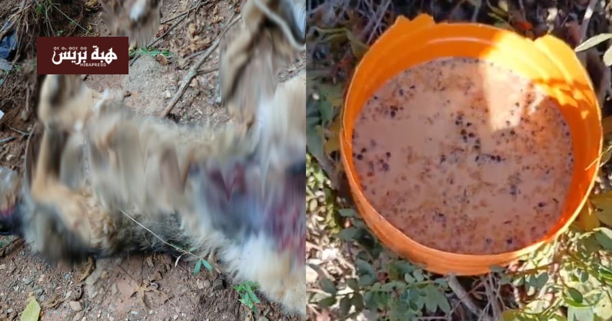 Driouch family reports dog poisoning and hive damage