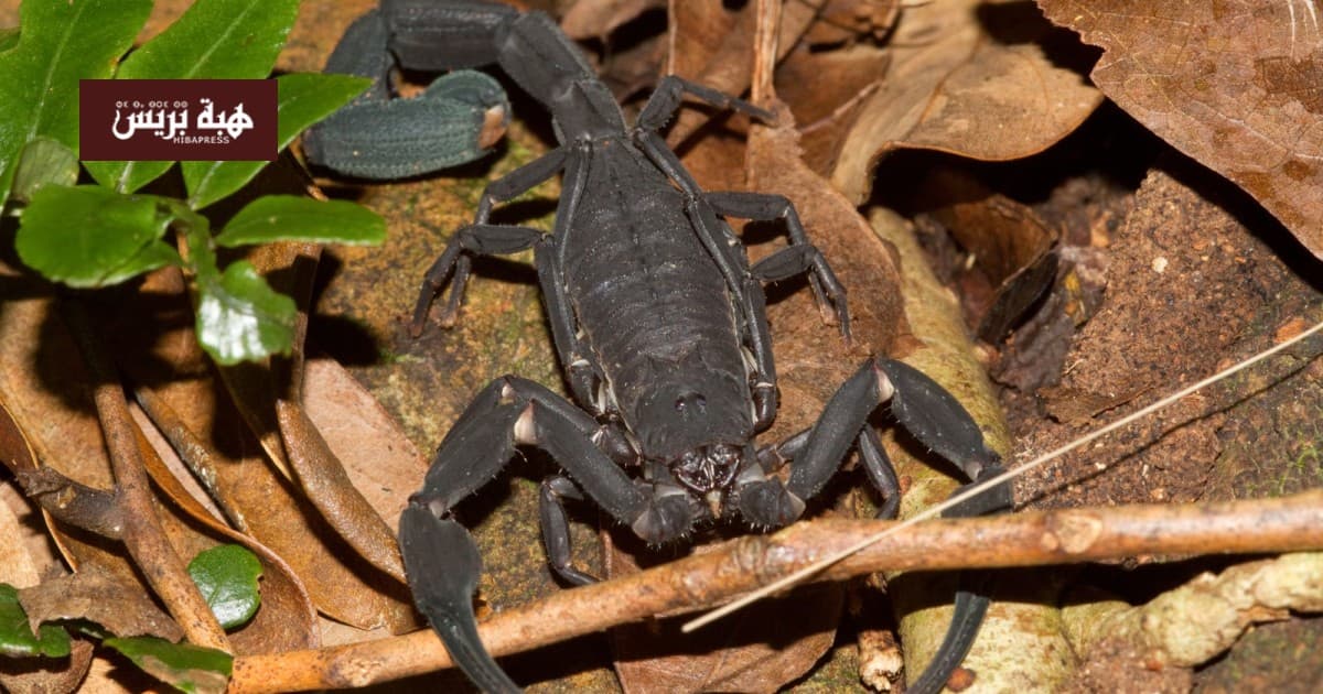 Scorpion Increase Sparks Mexico Worries