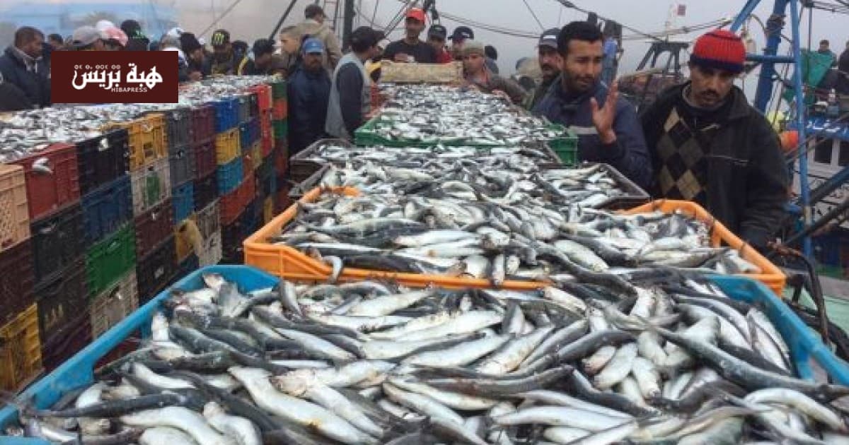 أسعار السردين تصل إلى 30 درهما في سلا