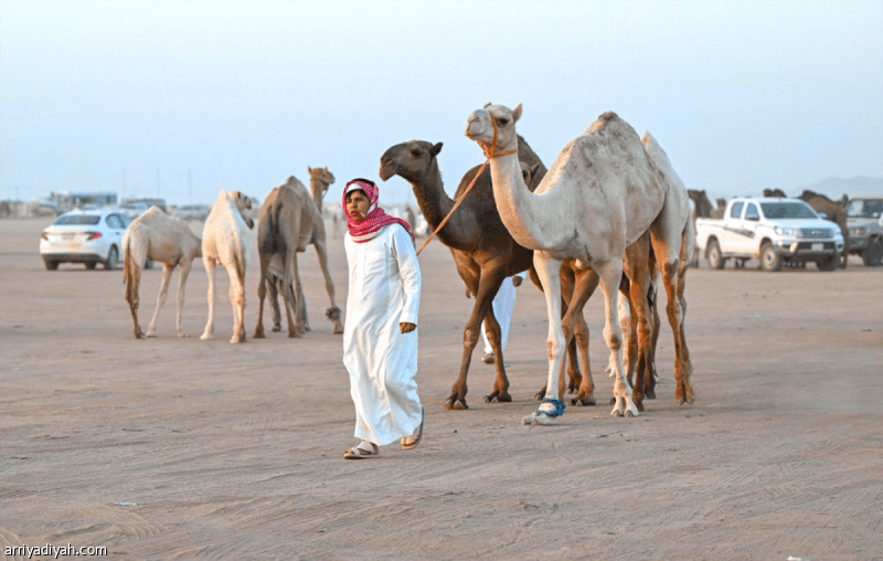 Hail Camel Auction Begins Thursday