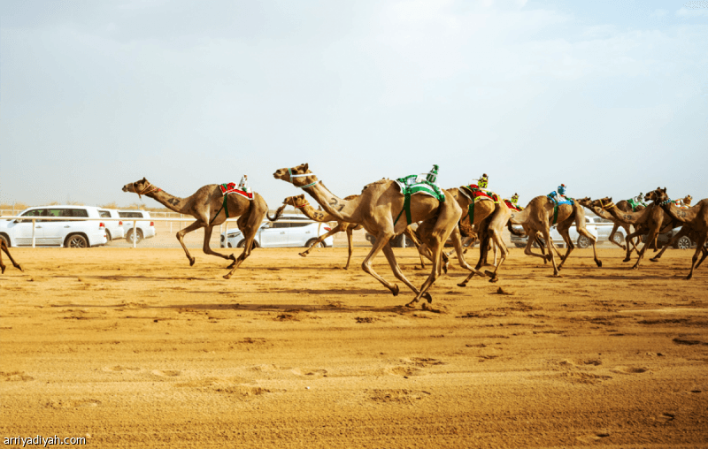 مهرجان ولي العهد للهجن يتخطى 14 ألف كيلومتر