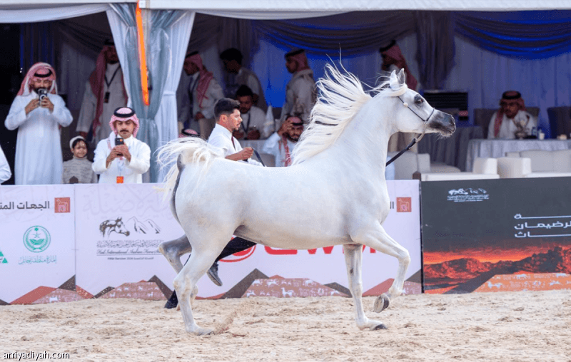 14 ألف زائر لدولية الخيل