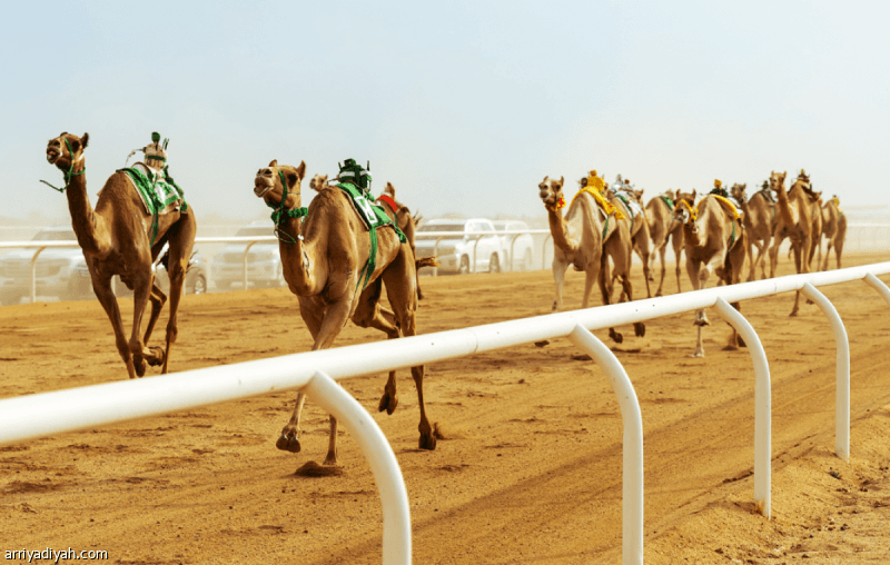 الهجن السعودية تتوج ب131 شوطا في مهرجان ولي العهد