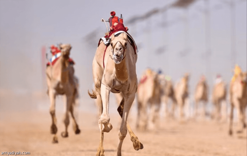 منتدى هجن الطائف يبدأ في 5 سبتمبر