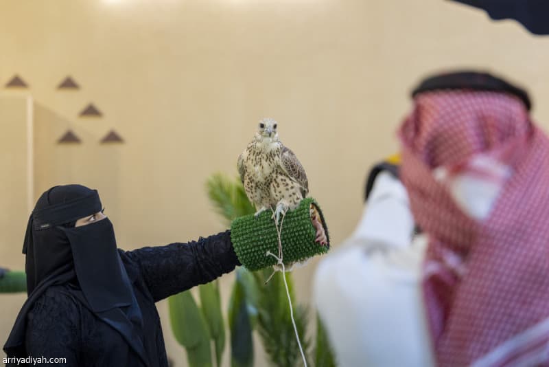 Falcons and Hunting experience