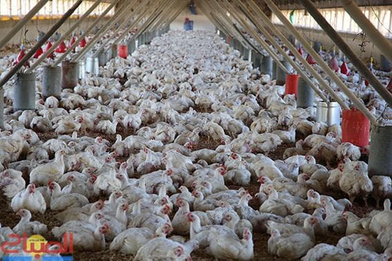 High production reduces Casablanca chicken prices