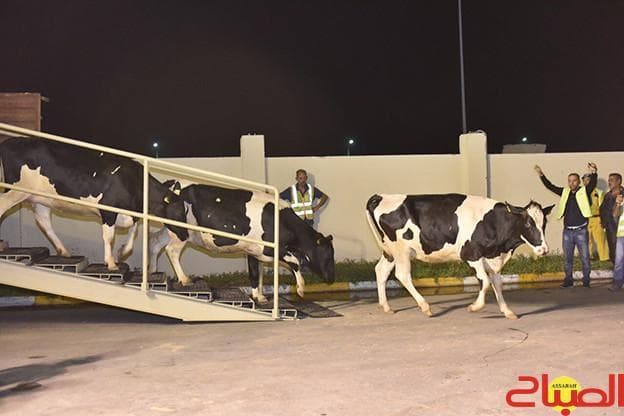 التفرقيش في استيراد أبقار الحليب
