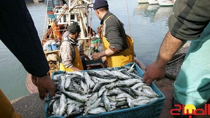 مفرغات الأسماك الصغيرة في طانطان تتجاوز 98 ألف طن