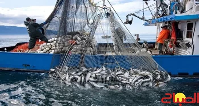 Dakhla Port Fish Exports Drop 70 Percent