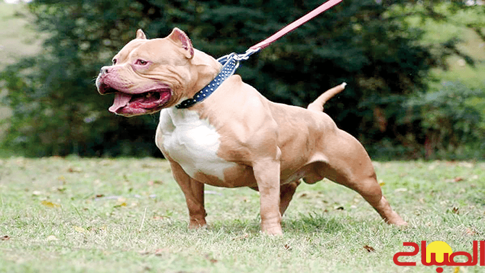 Detention of minors and confiscation of aggressive dogs