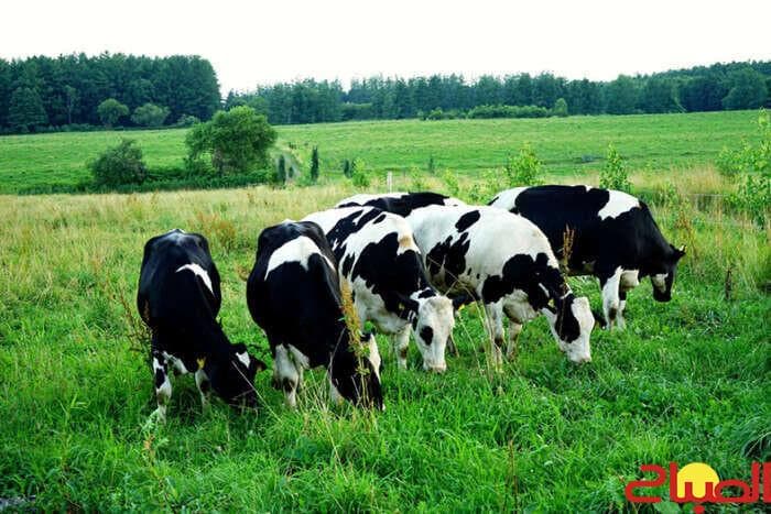 Reshaping the National Herd Challenge