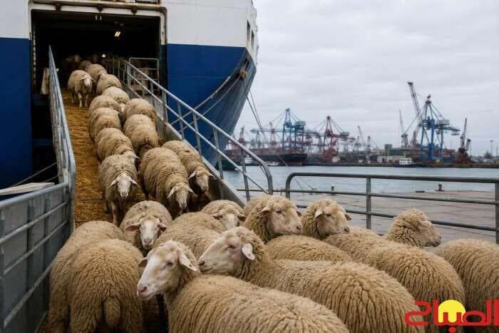 MP in Sheep Import Case