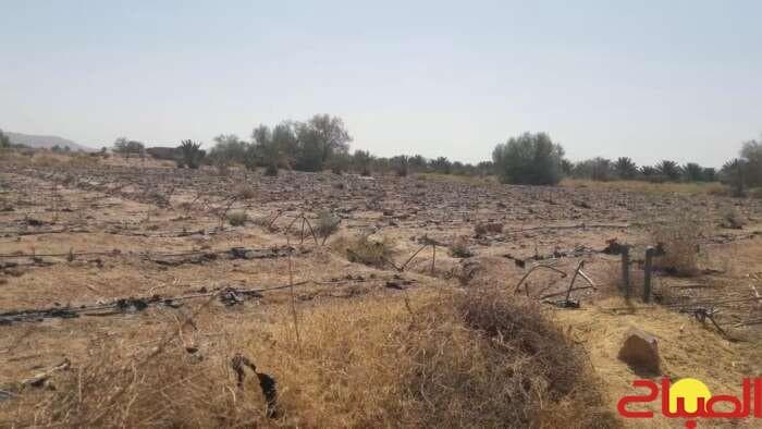 Red watermelon varieties enrich Zagora soil