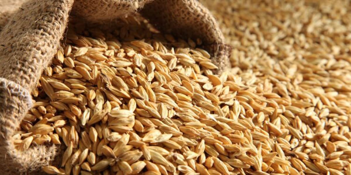 الأردن يعلن عن طرح عطاء لشعير 100 ألف طن