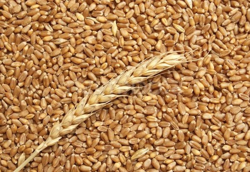زيادة انتاج القمح والشعير في الأردن