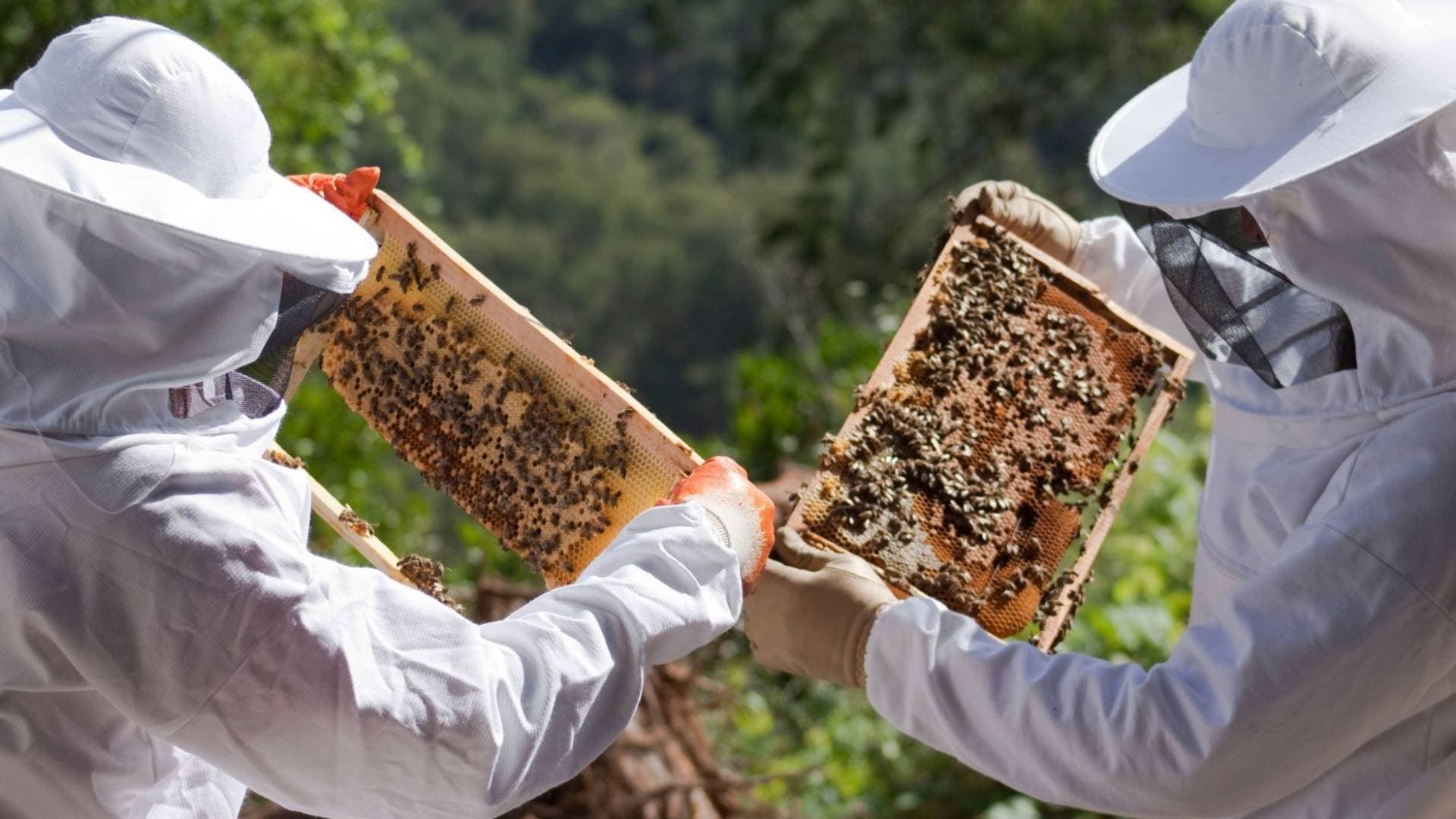 Jordanian Honey Festival Returns